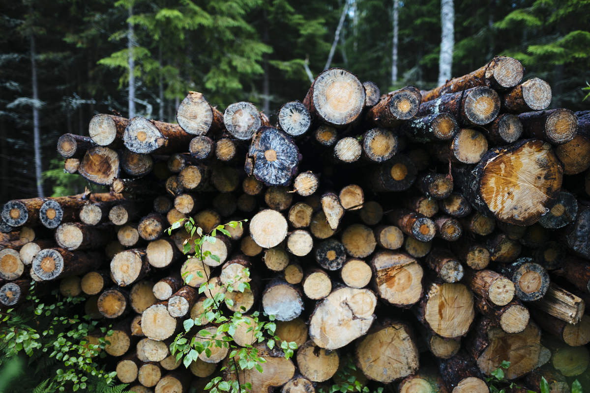 Image of felled trees