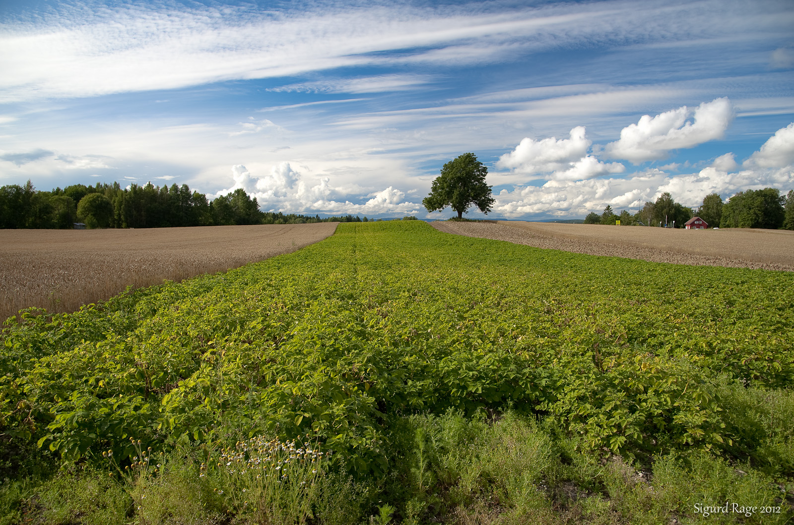 Picture of a field