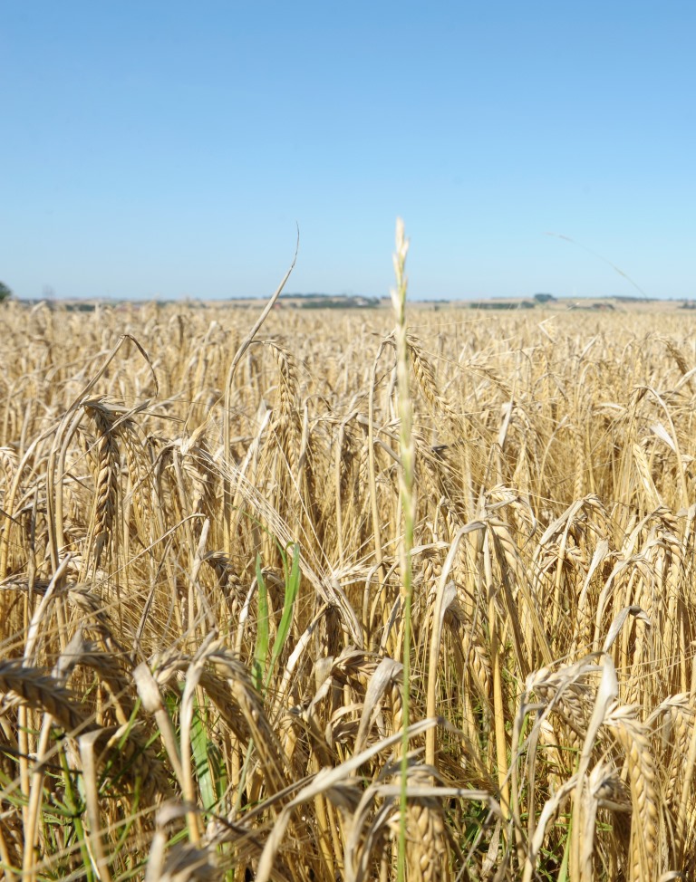 Image of wheat in a field