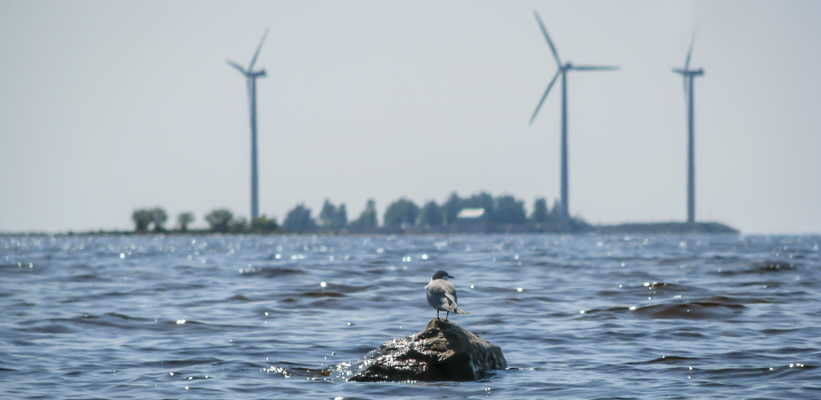 Segull and windturbines