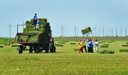 How will the CAP influence their future? Picture of Romanian women loading bio-straw bundles in Dragos Voda, 100km east of Bucharest. AFP Photo Daniel Mihailescu